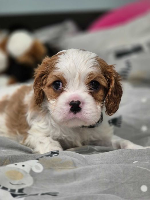 Cavalier king charles spaniel szczeniaki