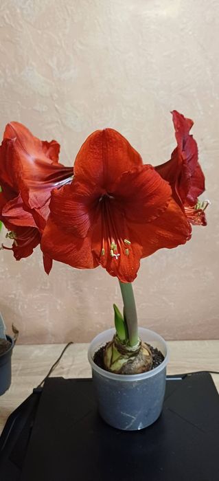 Кімнатні рослини,сукуленти