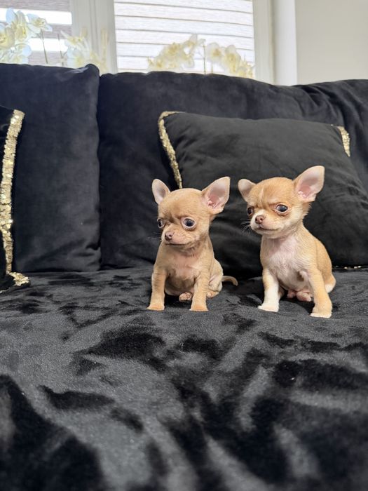 chihuahua krótkowłosy piesek