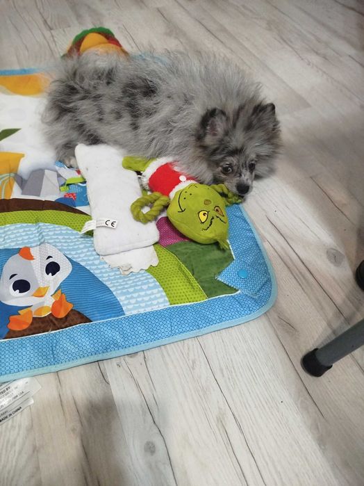szpis pomeranian suczczka blue merle