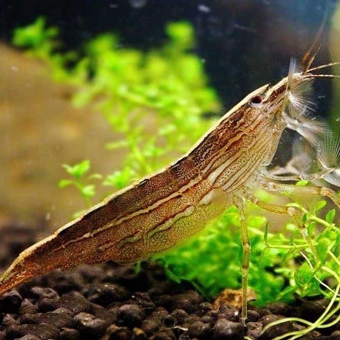 Krewetka Filtrująca - 5 cm - 5 sztuk - Sklep Zoo ALTUM