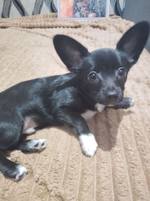 Продам цуценят чіхуашечєк