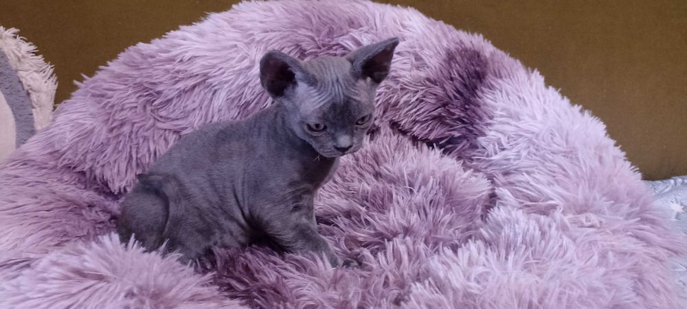 Devon Rex - kocieta - dolnośląskie