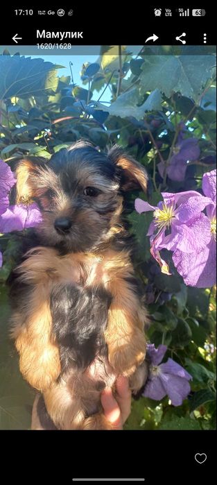 Гарні та грайливі цуценята йорчики