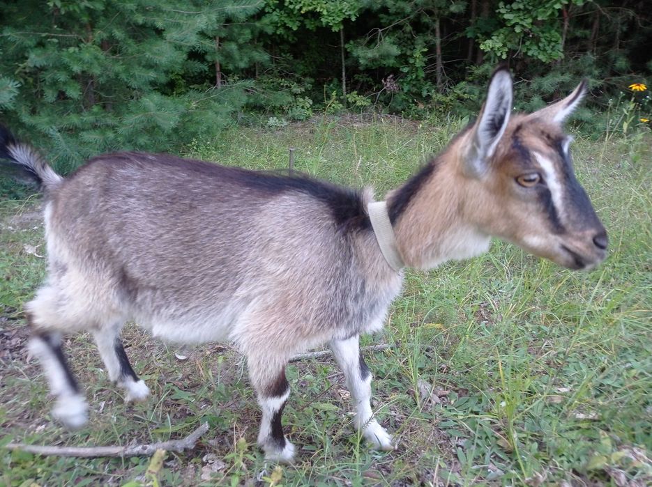 Продається коза та козеня