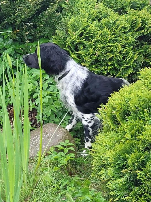 Spaniel Bretoński (Epagneul Breton)FCI