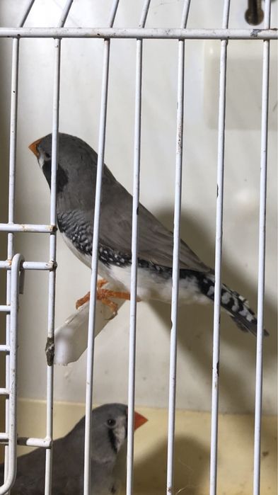 Casal Mandarins Gigantes