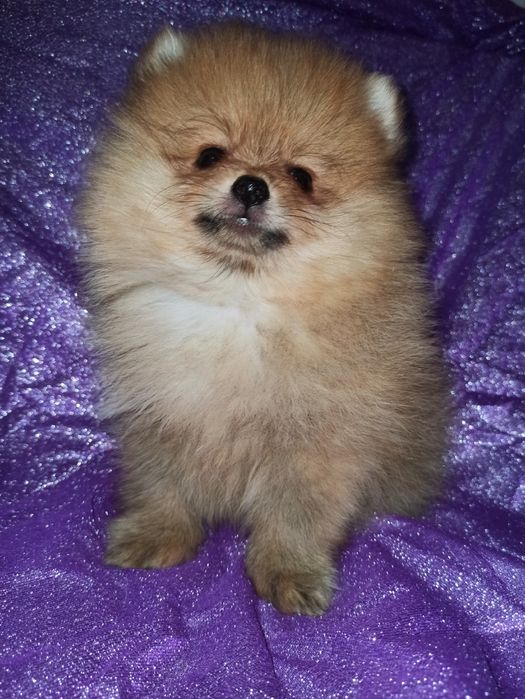 Девочкии мальчики померанского шпица