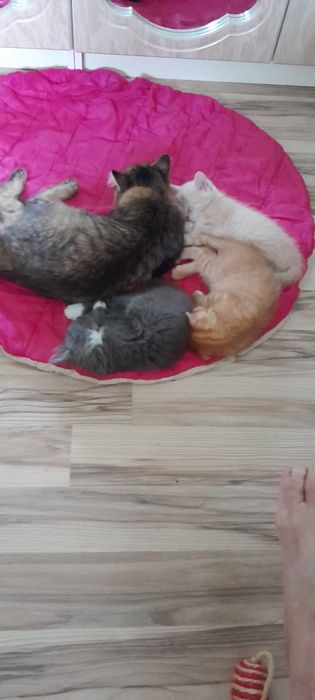 Котики в найдобріші руки