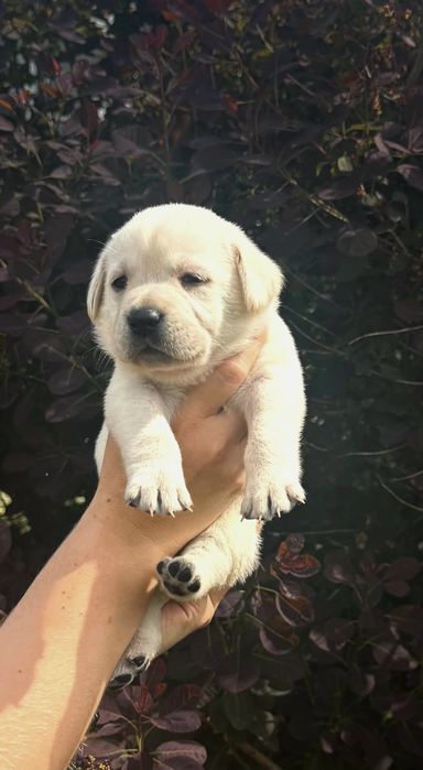 Labrador retriever rodzice pochodzenia FCI