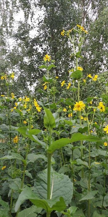 Rożnik Przerośnięty Nasiona 100g