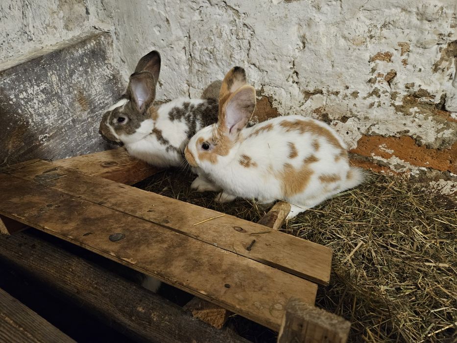 Króliki samce , samice i samice kotne.