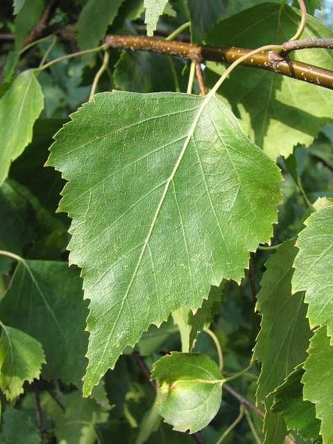 Sadzonki Brzozy brodawkowatej sadzonki brzozy 40-80cm 80-120cm i inne