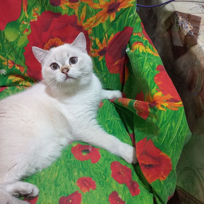 Шотландский кот ,Вязка.