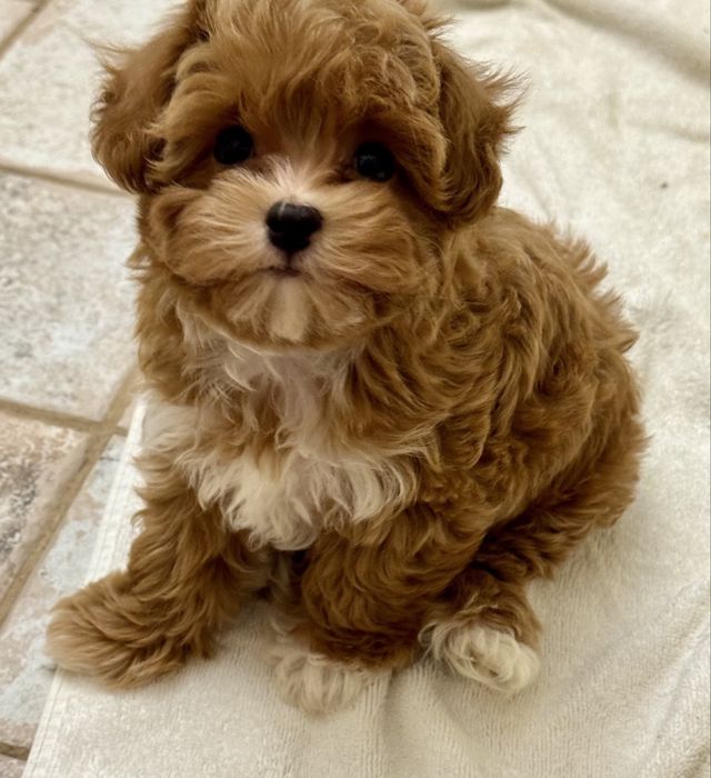 Мальтипу ф1- міні  формат тікап