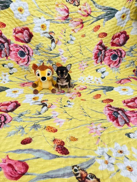 Chihuahua  macho mini