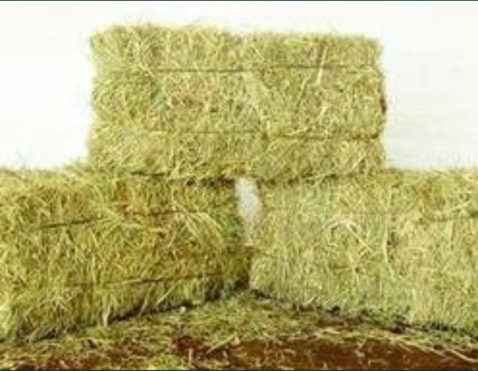 Продам тюки сіна