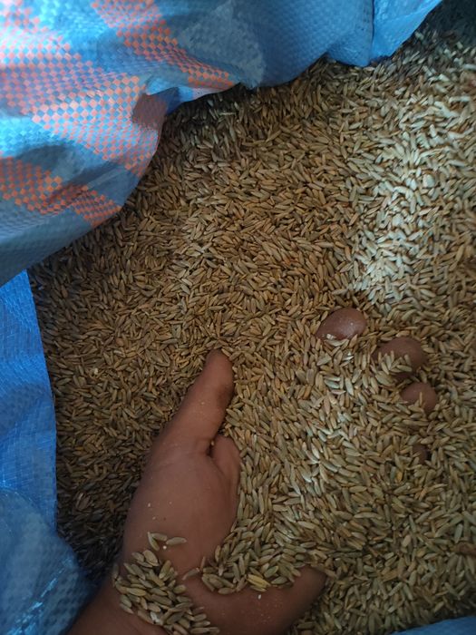 Żyto duńkowskie złote 2025