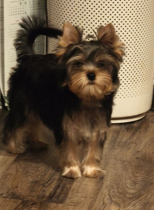 Yorkshire terrier -chłopak, York