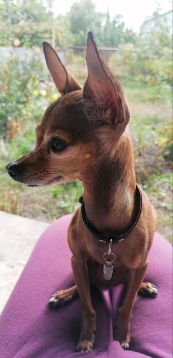 Перетримка собак(маленьких та середніх порід))