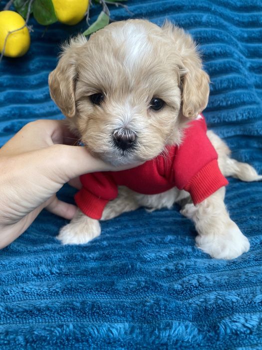 Бебі фейс красиві мальтипу