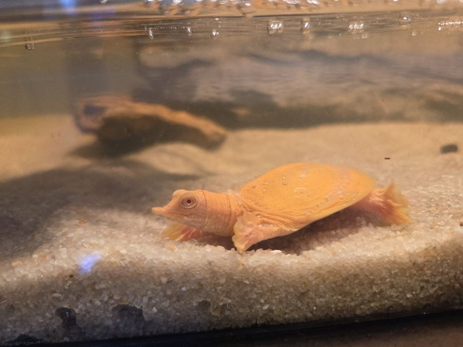 Żółwiak chiński Albino (Pelodiscus sinensis)