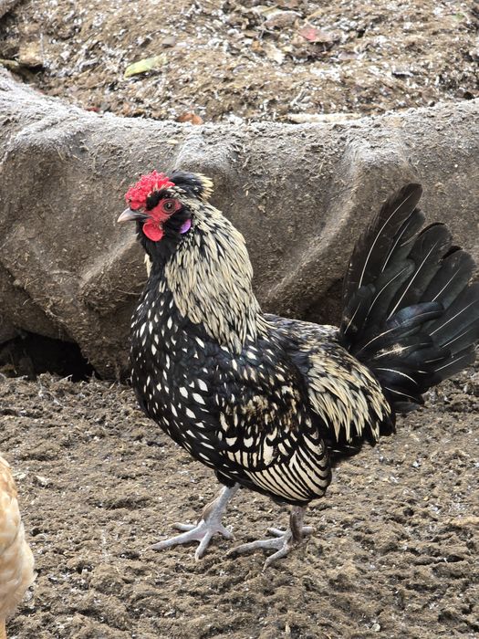 Kogutki ozdobne, dwa karzełki