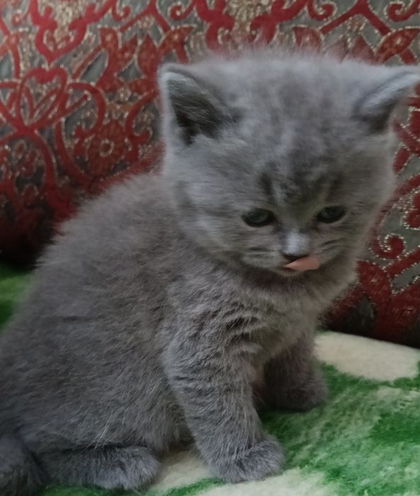 Прямовухе пухнасте котяче чудо.