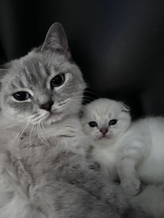 Шотландські висловухі кошенята котики