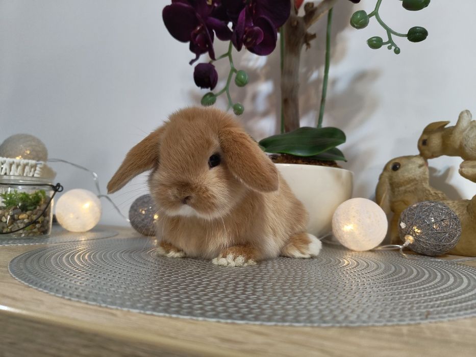 Urocze króliczki Mini Lop. Komplet szczepień. Wolne maluszki.