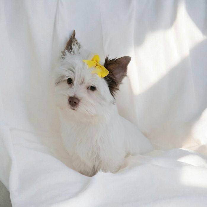 Yorkshire terrier Biro, cudowny śnieżnobiało czekoladowy Opal