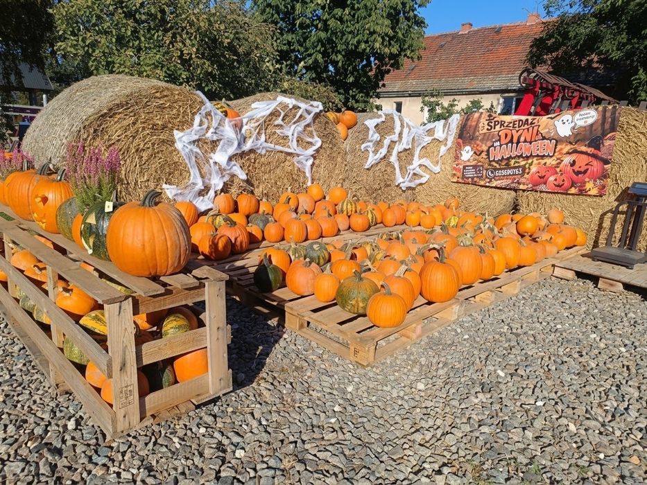 Sprzedaż Dyń na Halloween