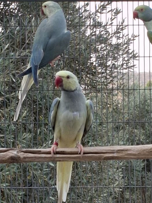 Ring Neks Violeta CC e Azuis CC