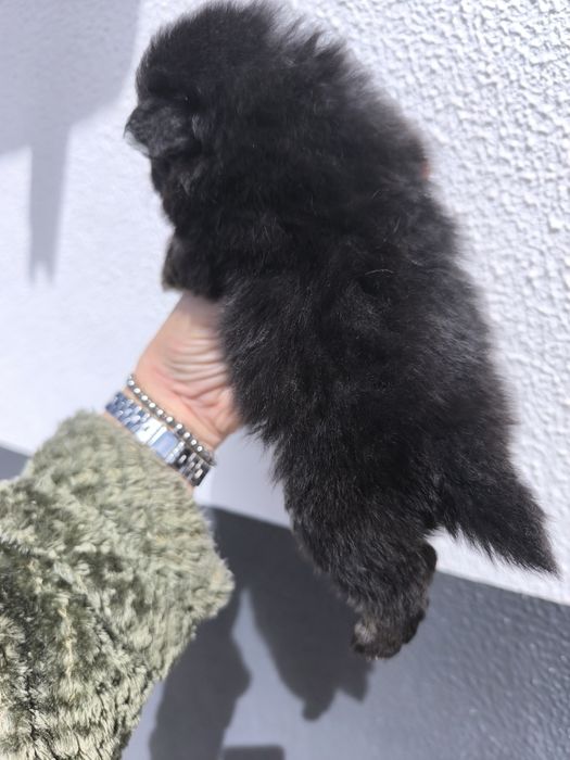 Spitz Anão Lulu da Pomerânia Mini. Menino