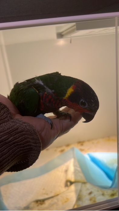 Loris ornatus criado a mão