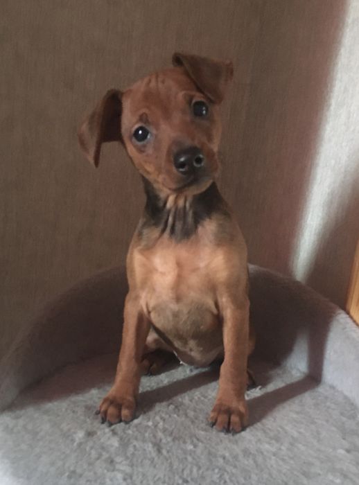 Ваш лучший друг)