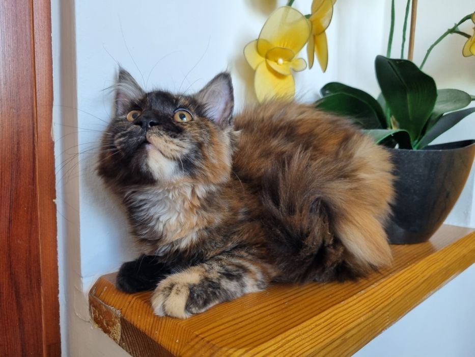 Maine Coon wyjątkowa kotka z rodowodem