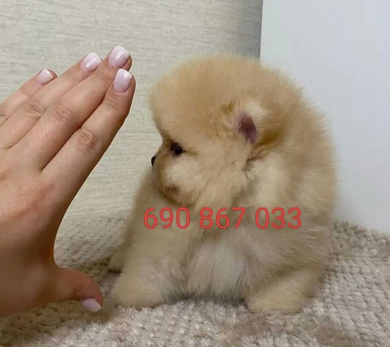 !!! Mały miś pomeranian mini