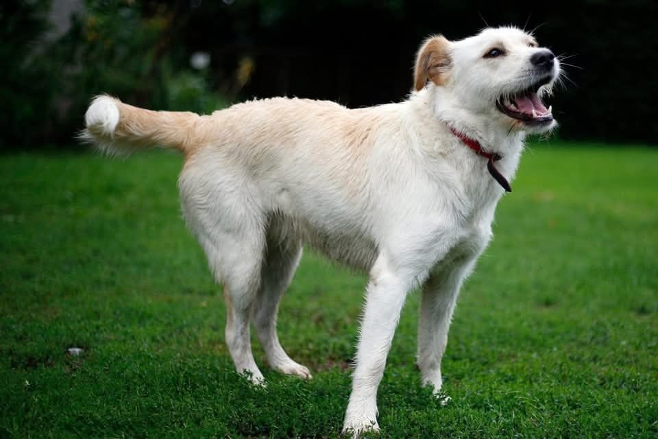 Piekna suczka szuka kochającego domku