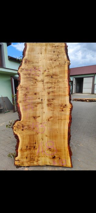 Topola Czeczot monolity