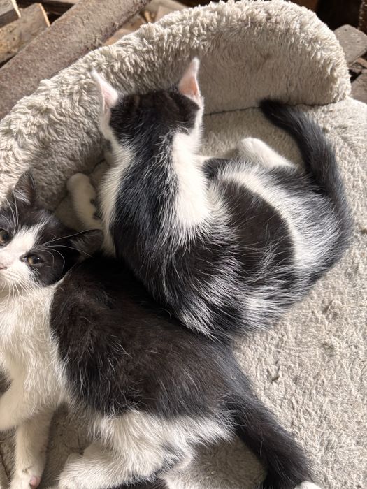 Kotki do adopcji
