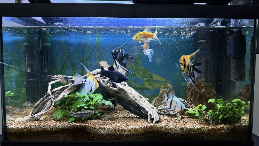 Aquario completo 70l