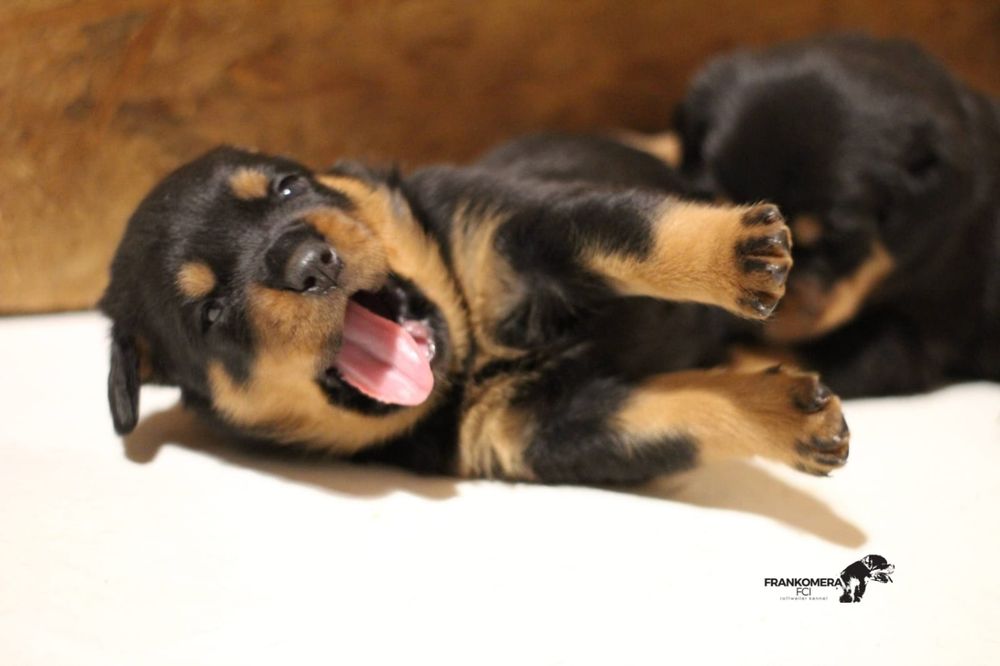 Rottweiler top piesek rodowód Zkwp/FCI Kłodzko • OLX.pl