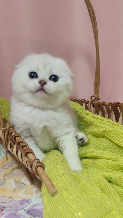 Бомбезный малыш, серебристая шиншилла