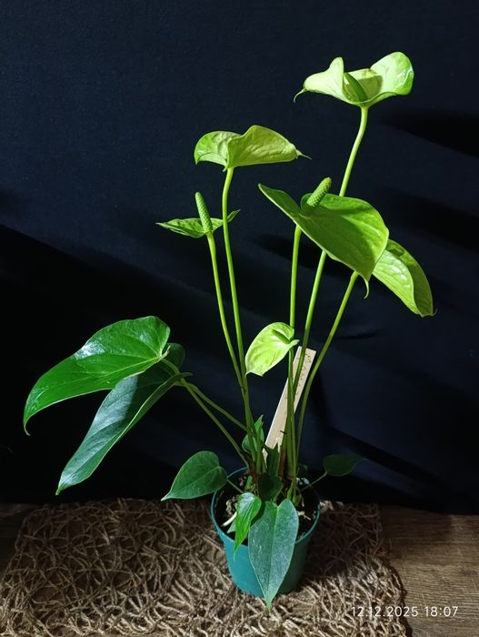 Антуріум ,, Vanilla,,