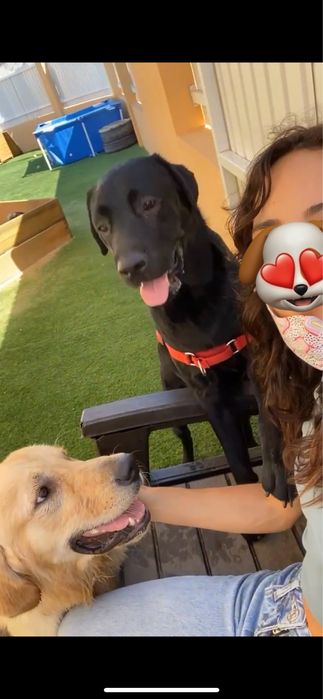 Dog Walking & Pet Sitting ao Domicílio