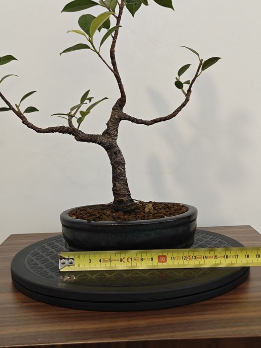 Ficus retusa  jovem