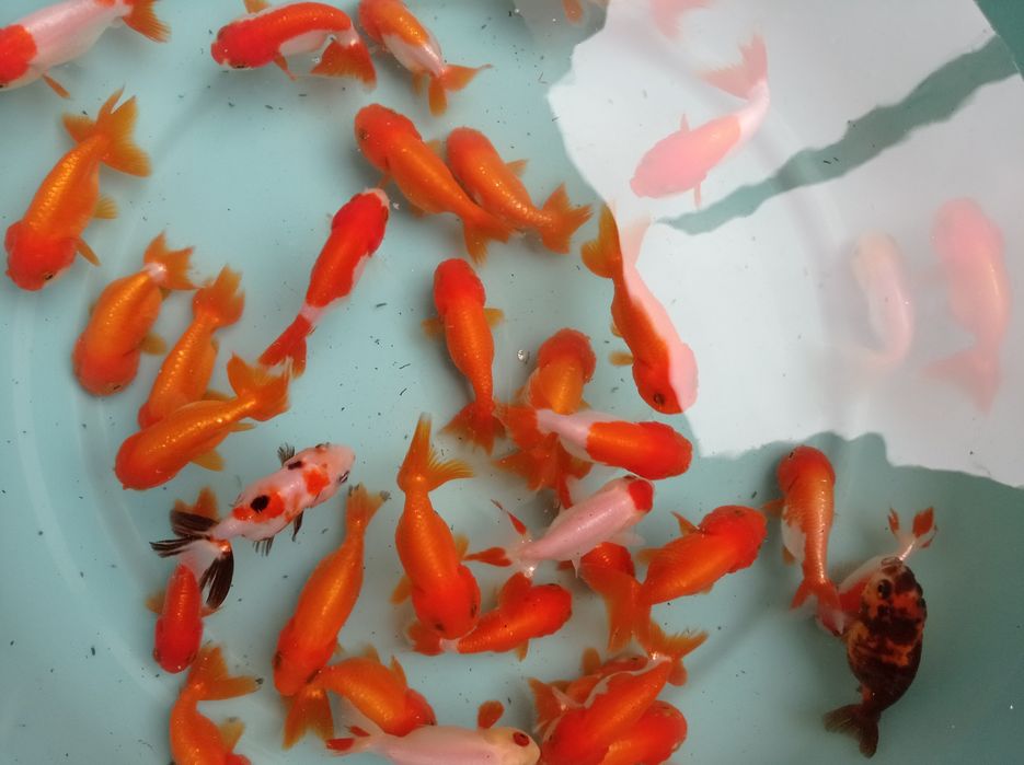 Orandas goldfish ranchus cabeça de leão