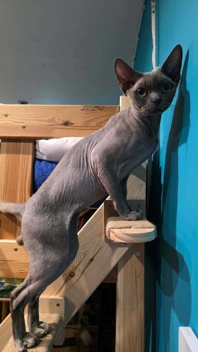 Niebieski miziasty kocurek Devon rex, szuka kochającego domu