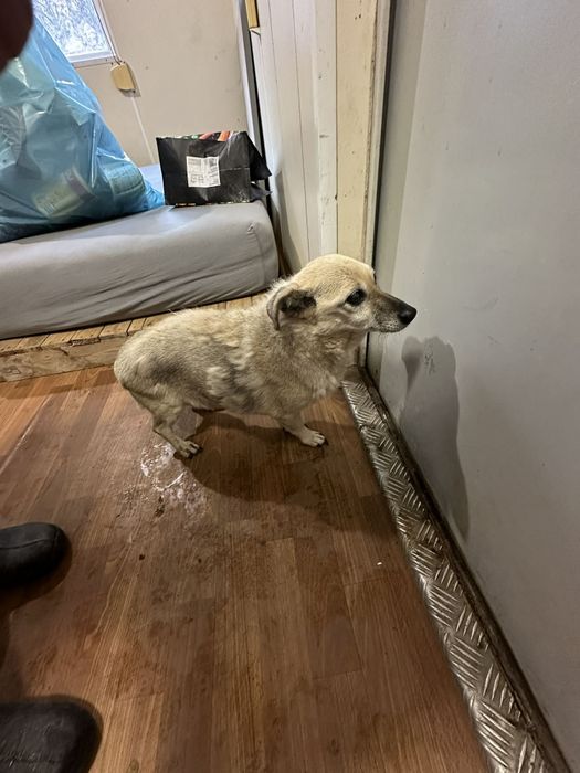 Seniorka, 6 kg, adopcja